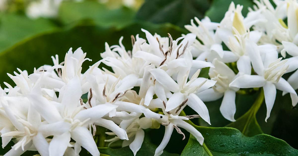 Coffea Stenophylla