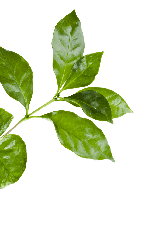 Feuilles de café